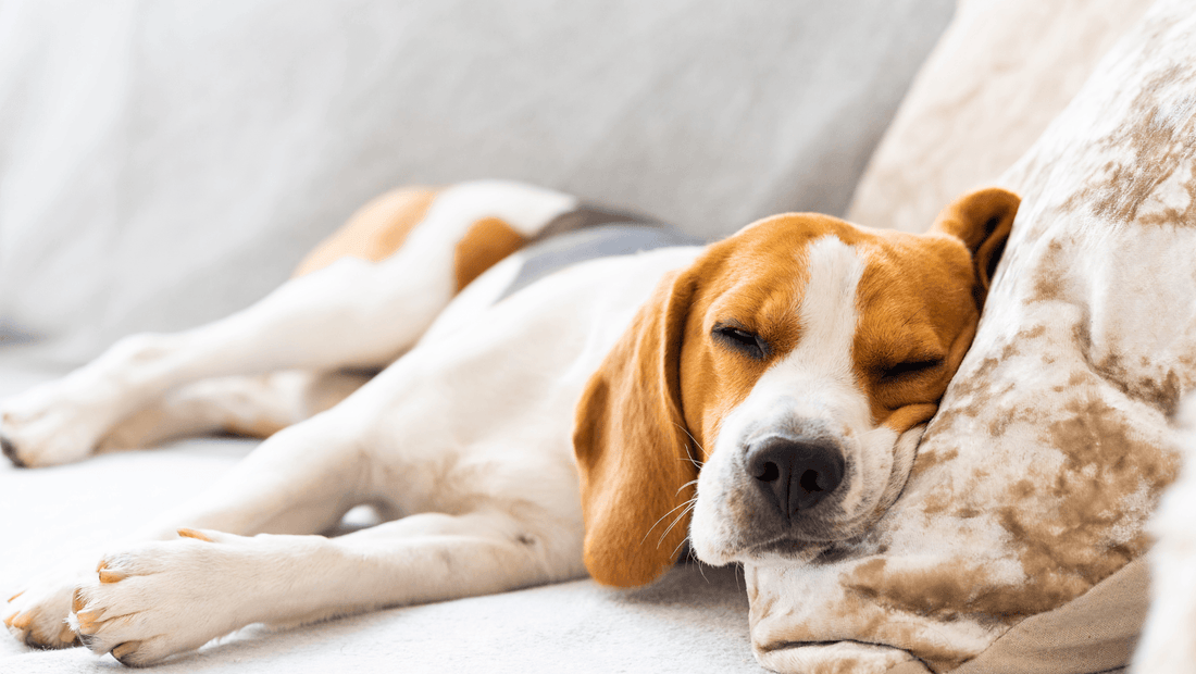 HomesToLife's Ultimate Guide to Pet-Friendly Furniture